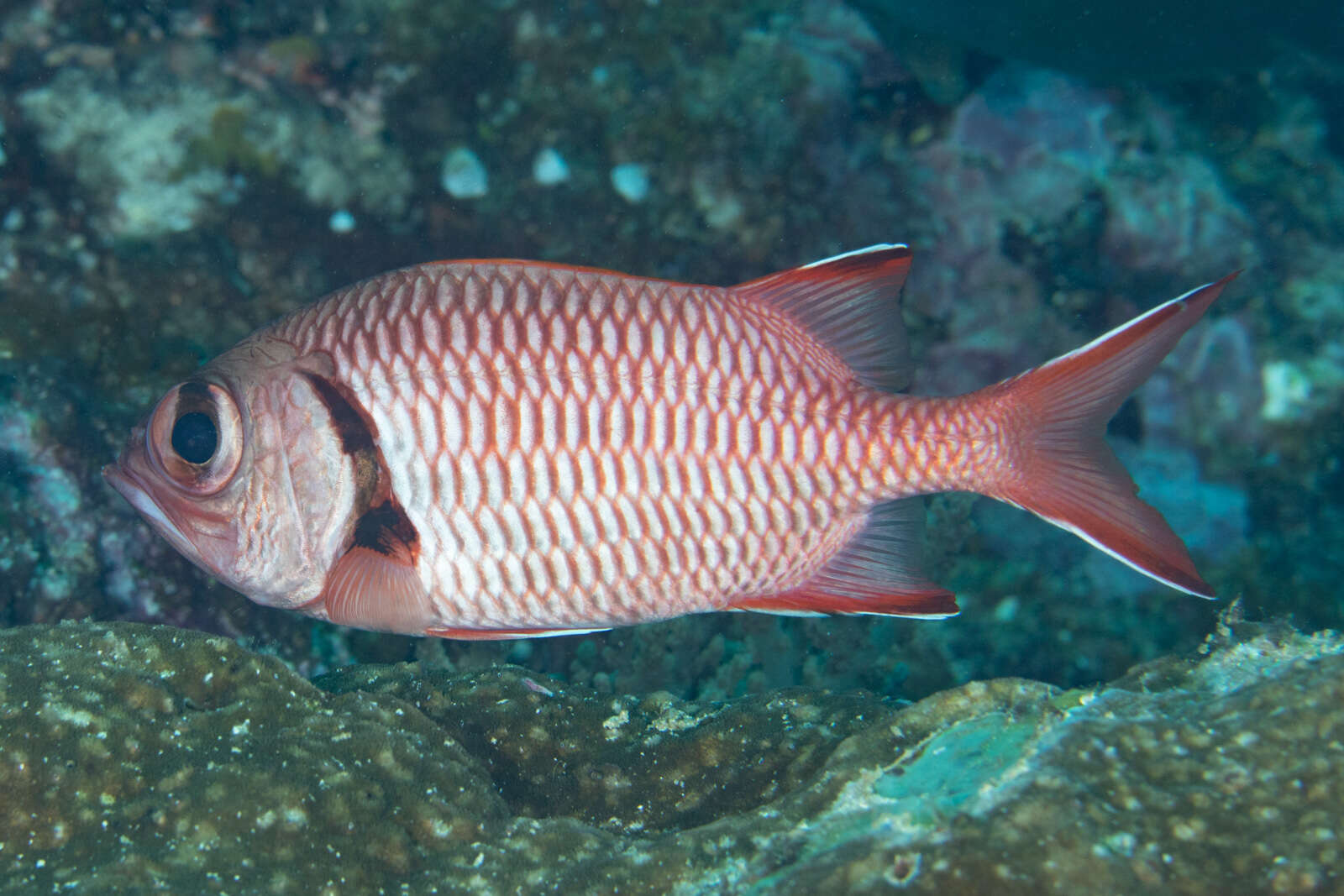 Image of Blacktip Soldierfish