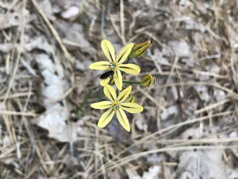 Sivun Triteleia ixioides subsp. anilina (Greene) L. W. Lenz kuva