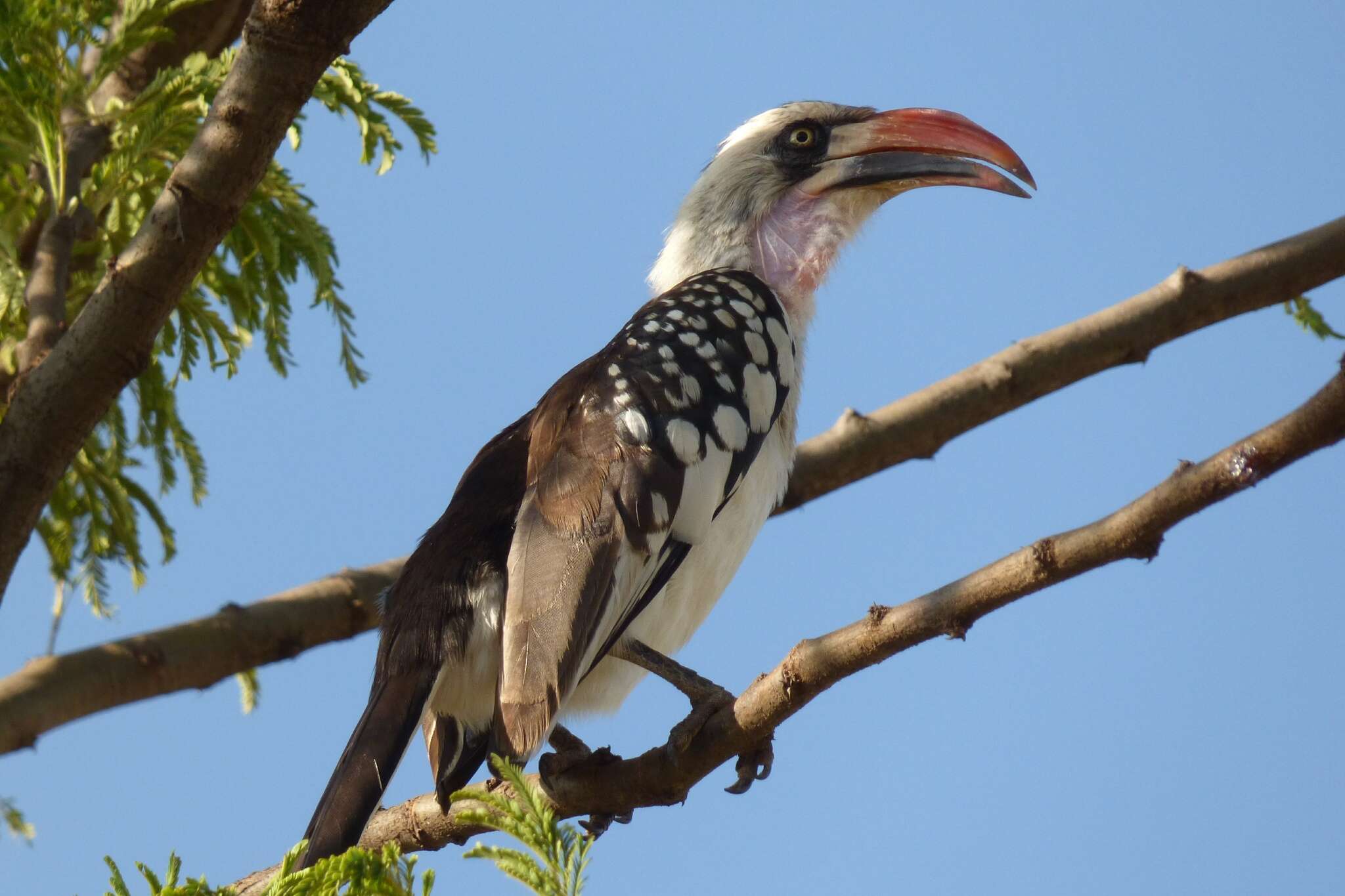 Image of Tanzanian Red-billed Hornbill