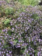 Imagem de Phacelia floribunda Greene