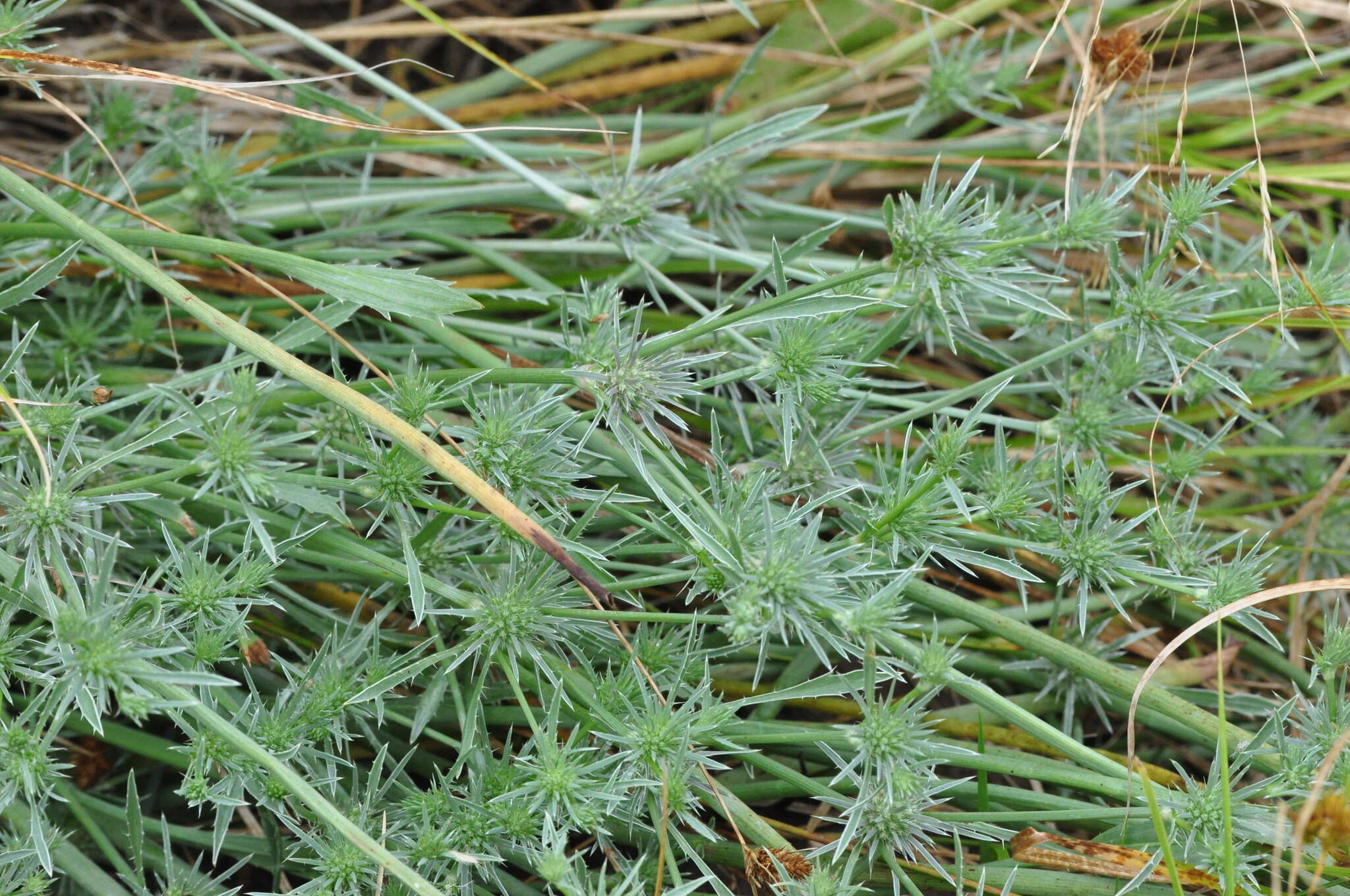 Eryngium petiolatum Hook. resmi