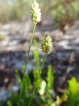 Image of Coastal-Plain Milkwort