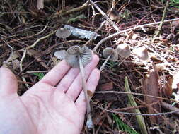 Image de Mycena robusta (A. H. Sm.) Maas Geest. 1988