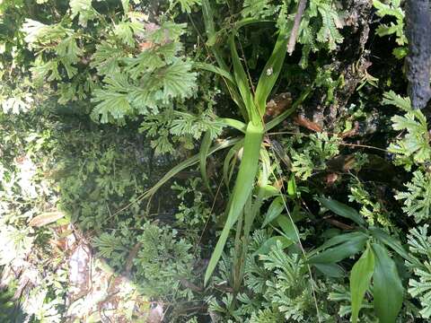 Image of sixangle pipewort