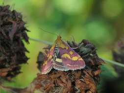 Image de Pyrausta ostrinalis Hübner 1796