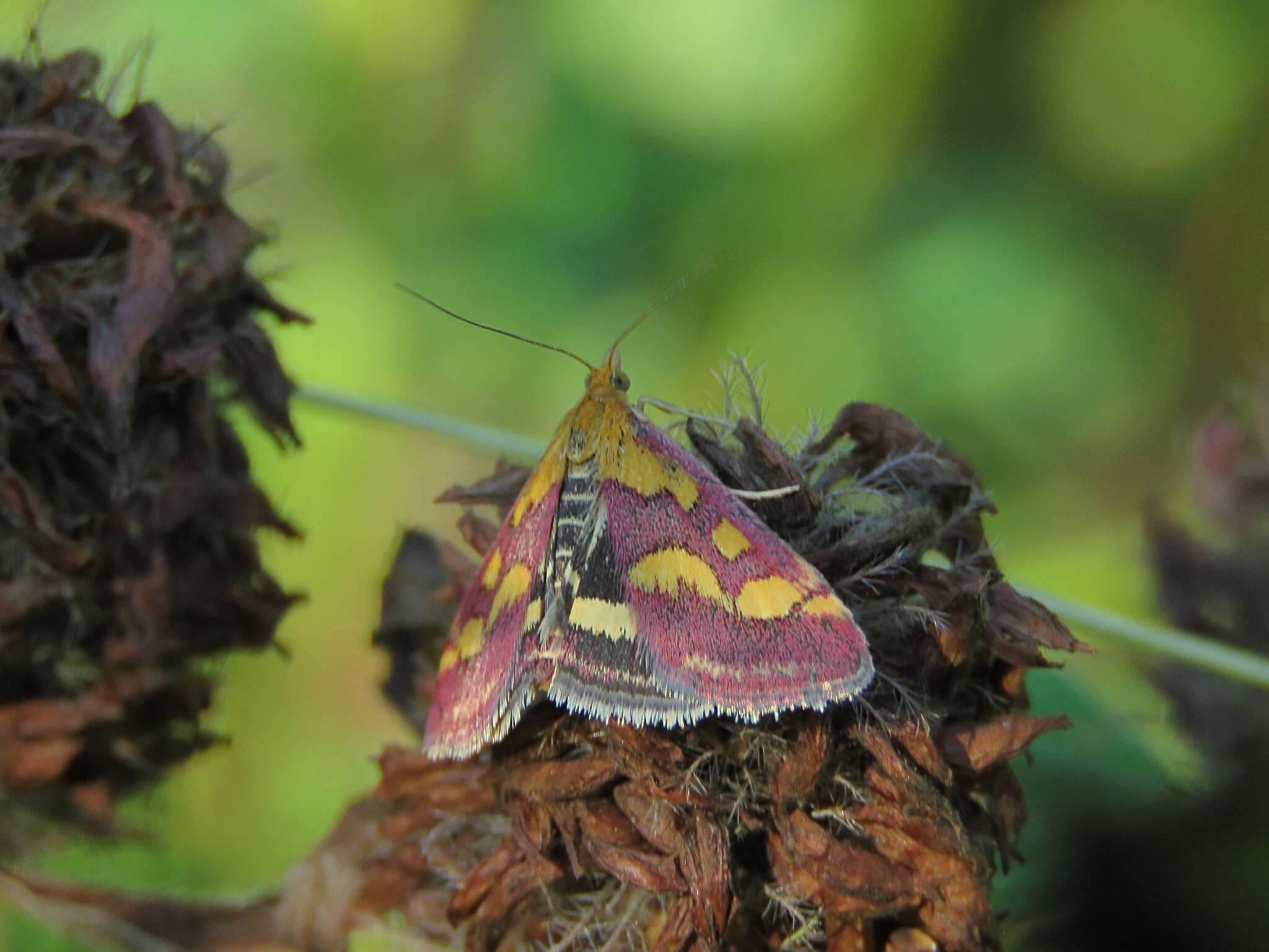 Image de Pyrausta ostrinalis Hübner 1796