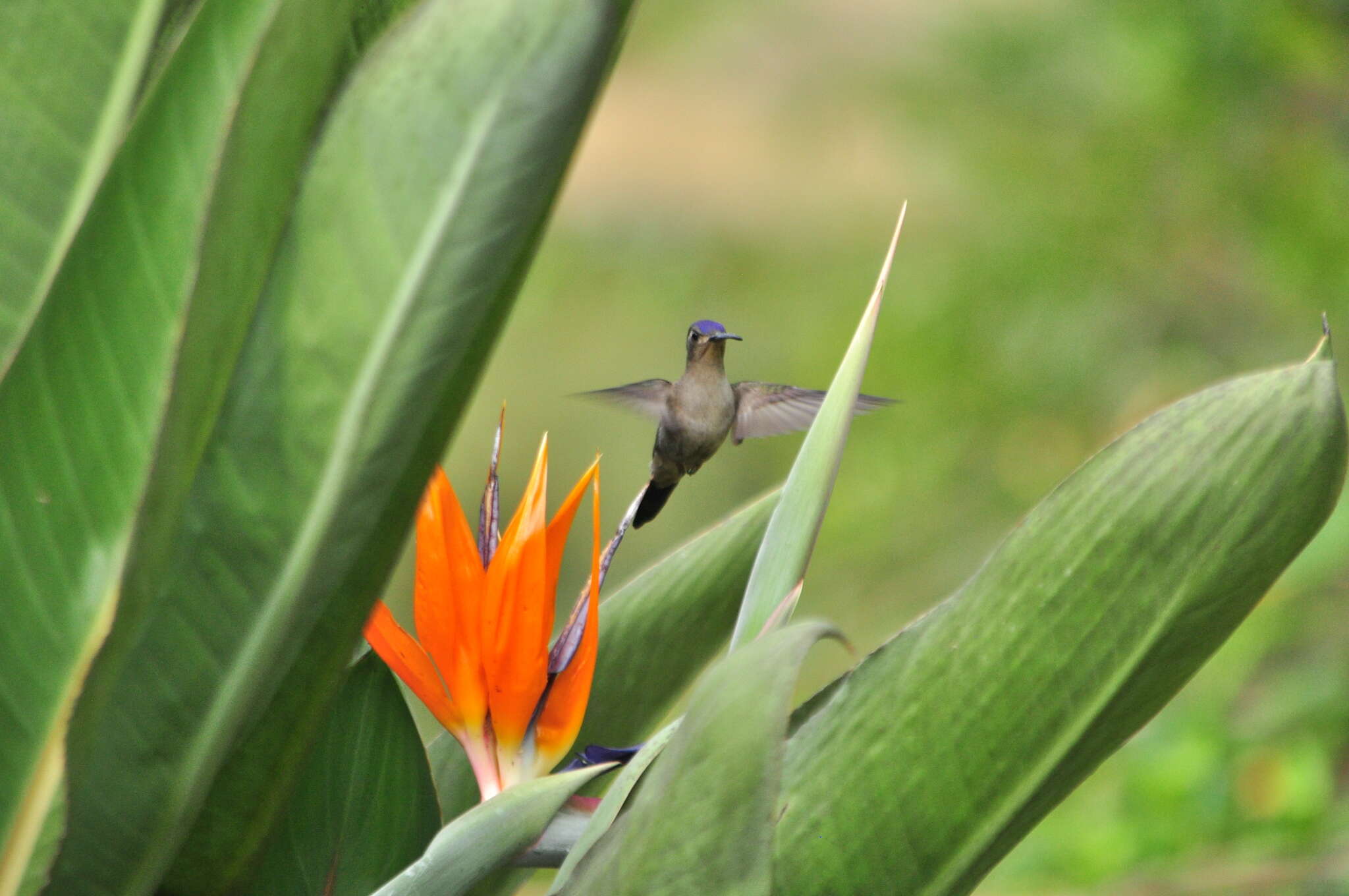 Image of Curve-winged Sabrewing