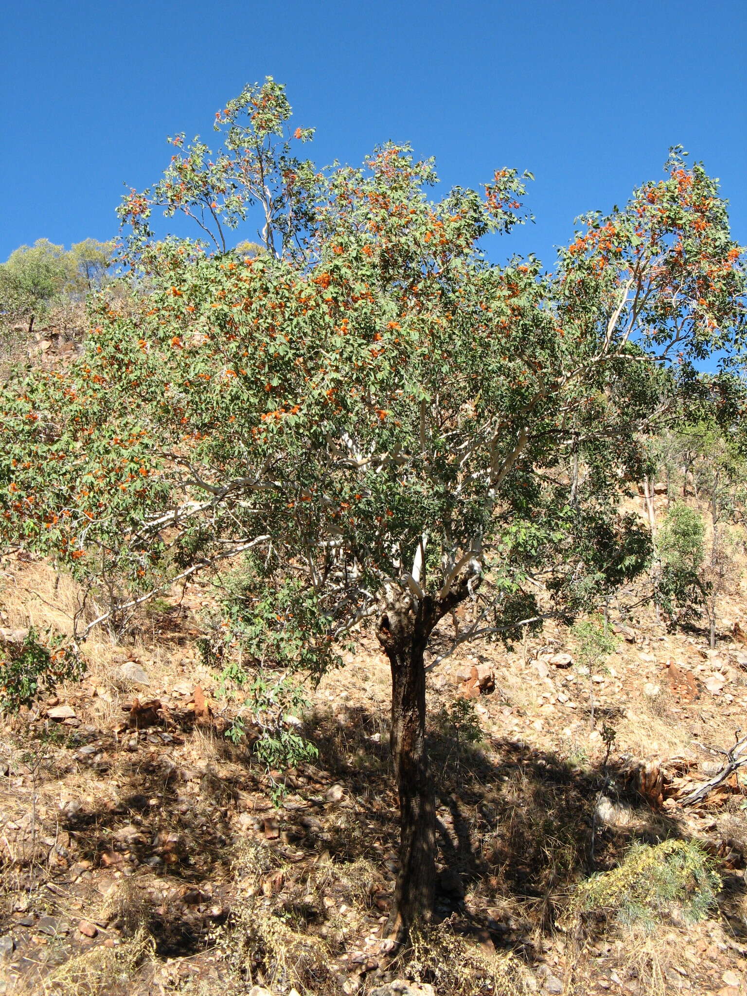 Image of Eucalyptus miniata A. Cunn. ex Schau.