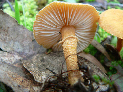 Image of Cystoderma muscicola (Cleland) Grgur. 1997