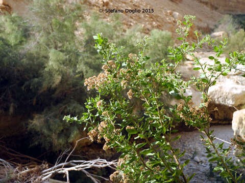 Image of Barnouf