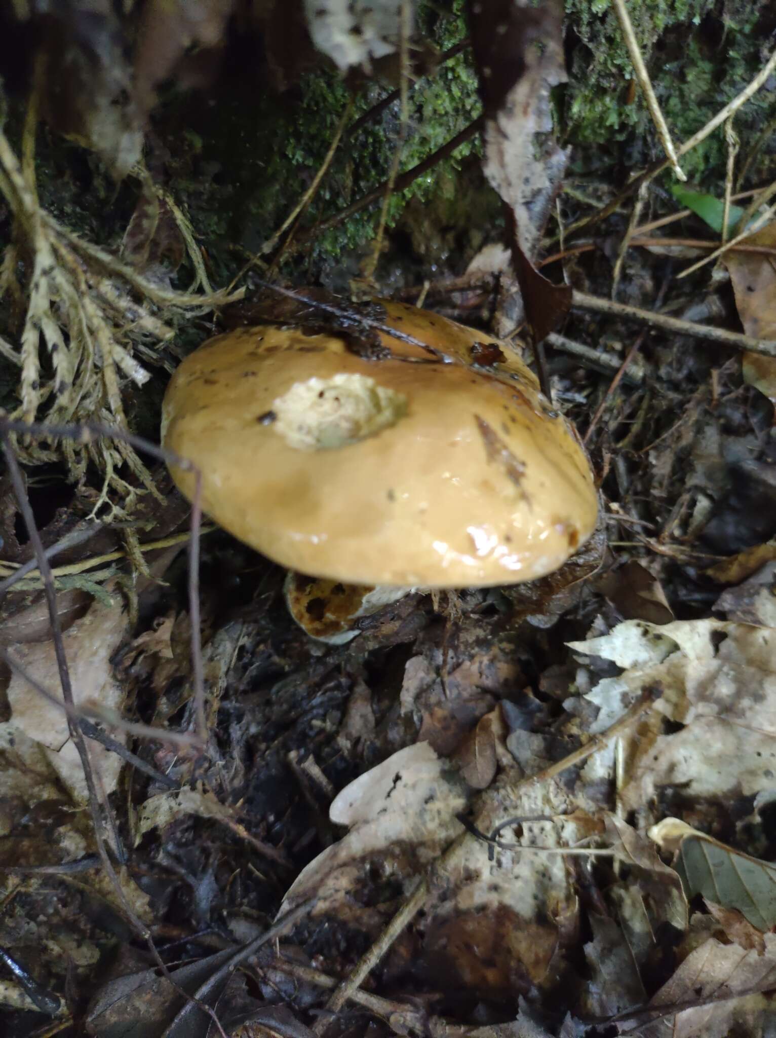 Image of Pulveroboletus atkinsonianus (Murrill) L. D. Gómez 1997