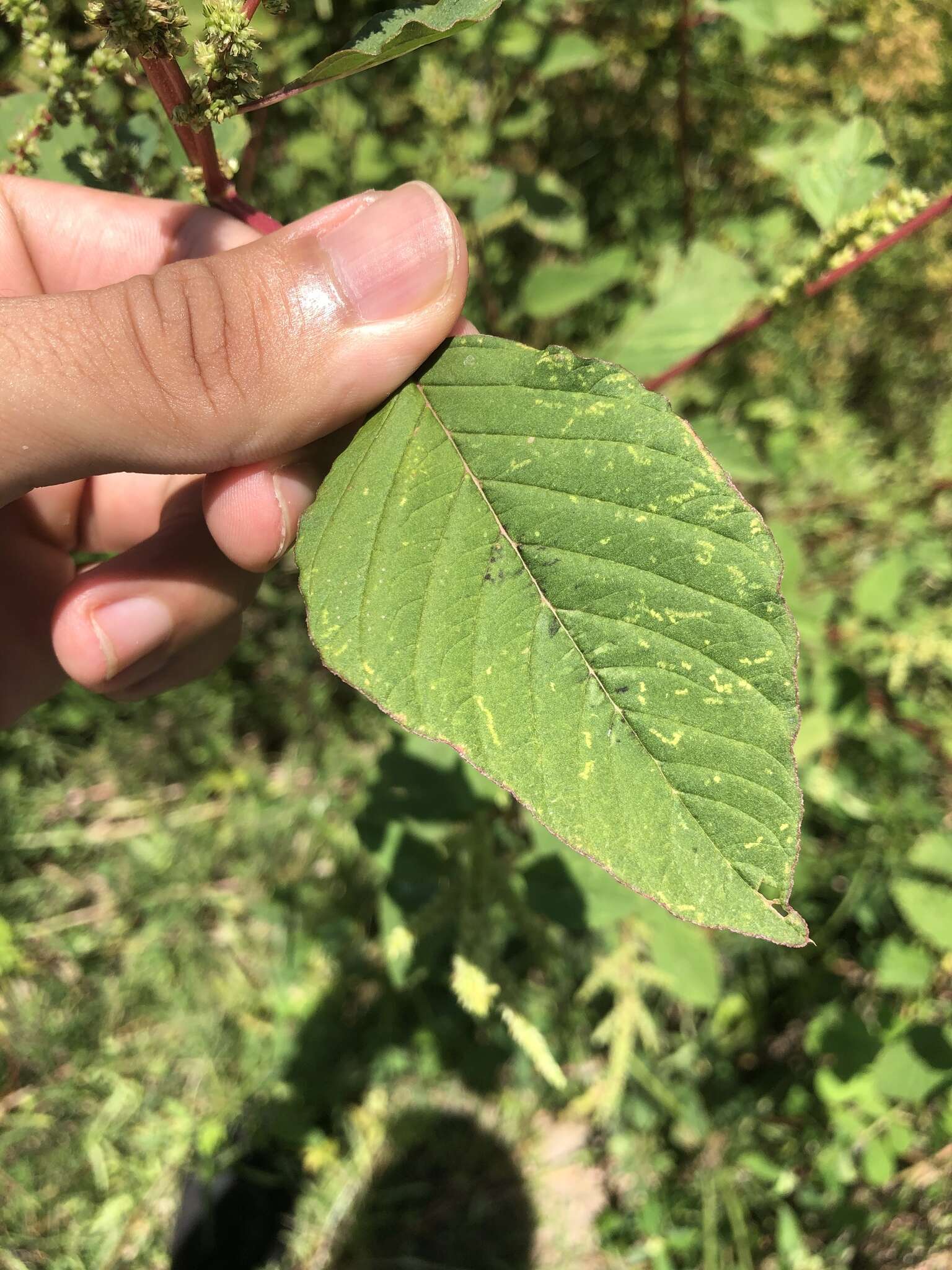 Amaranthus dubius Mart. resmi