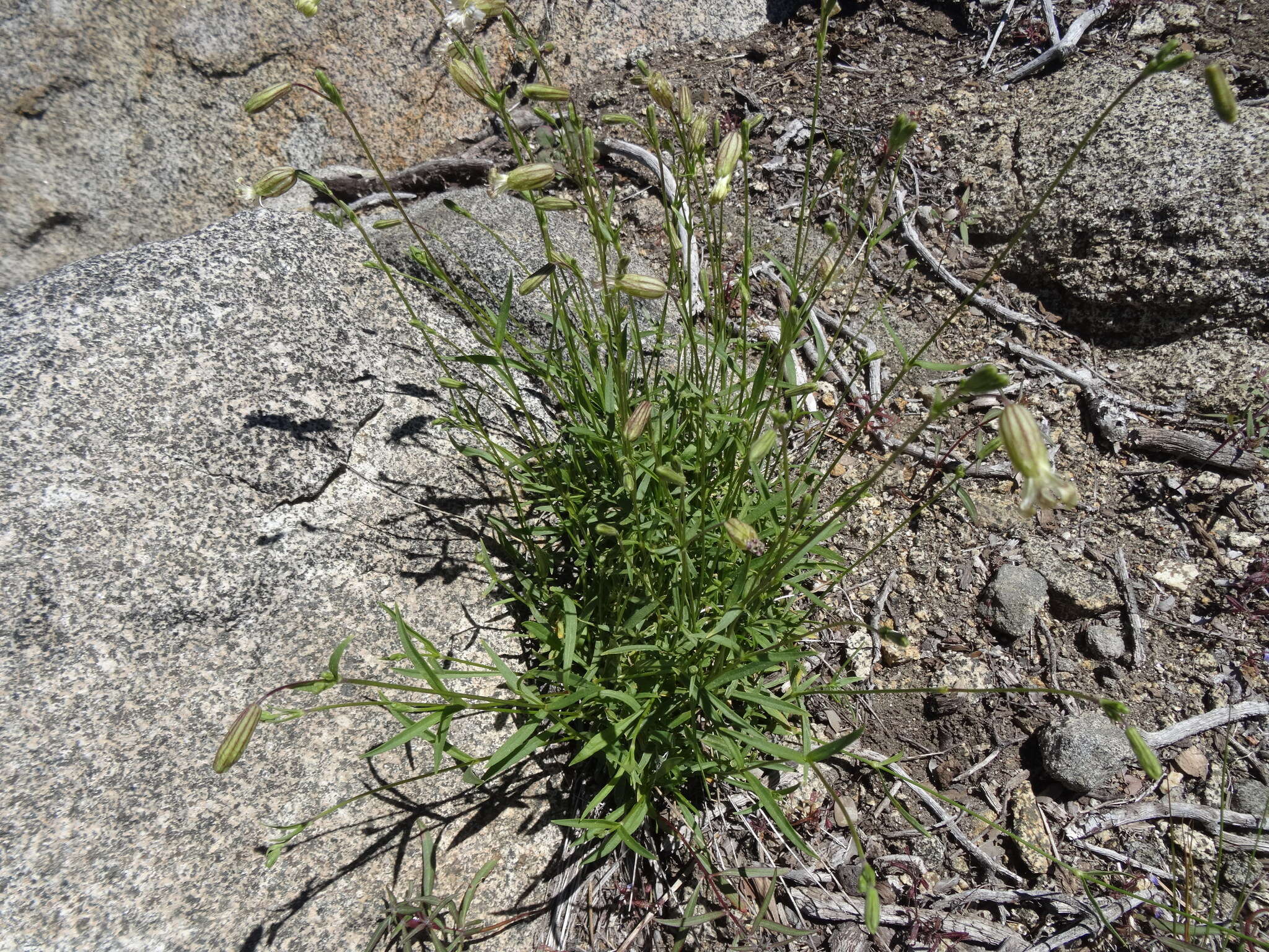 Image of Sargent's catchfly