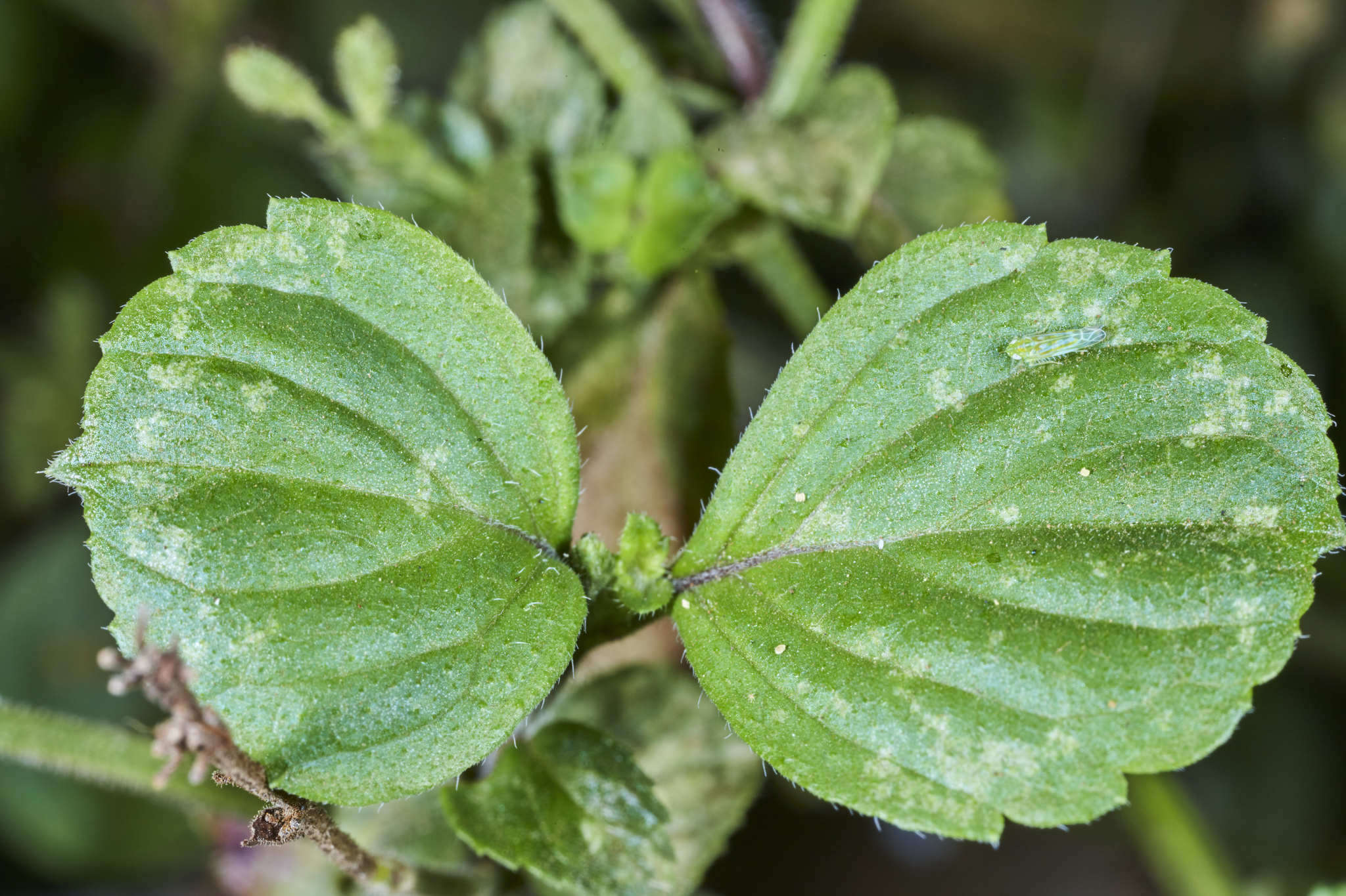 Image of West Indian sage