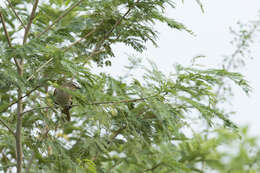 Image of White-browed Bulbul