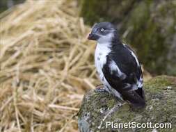 Image of Least Auklet