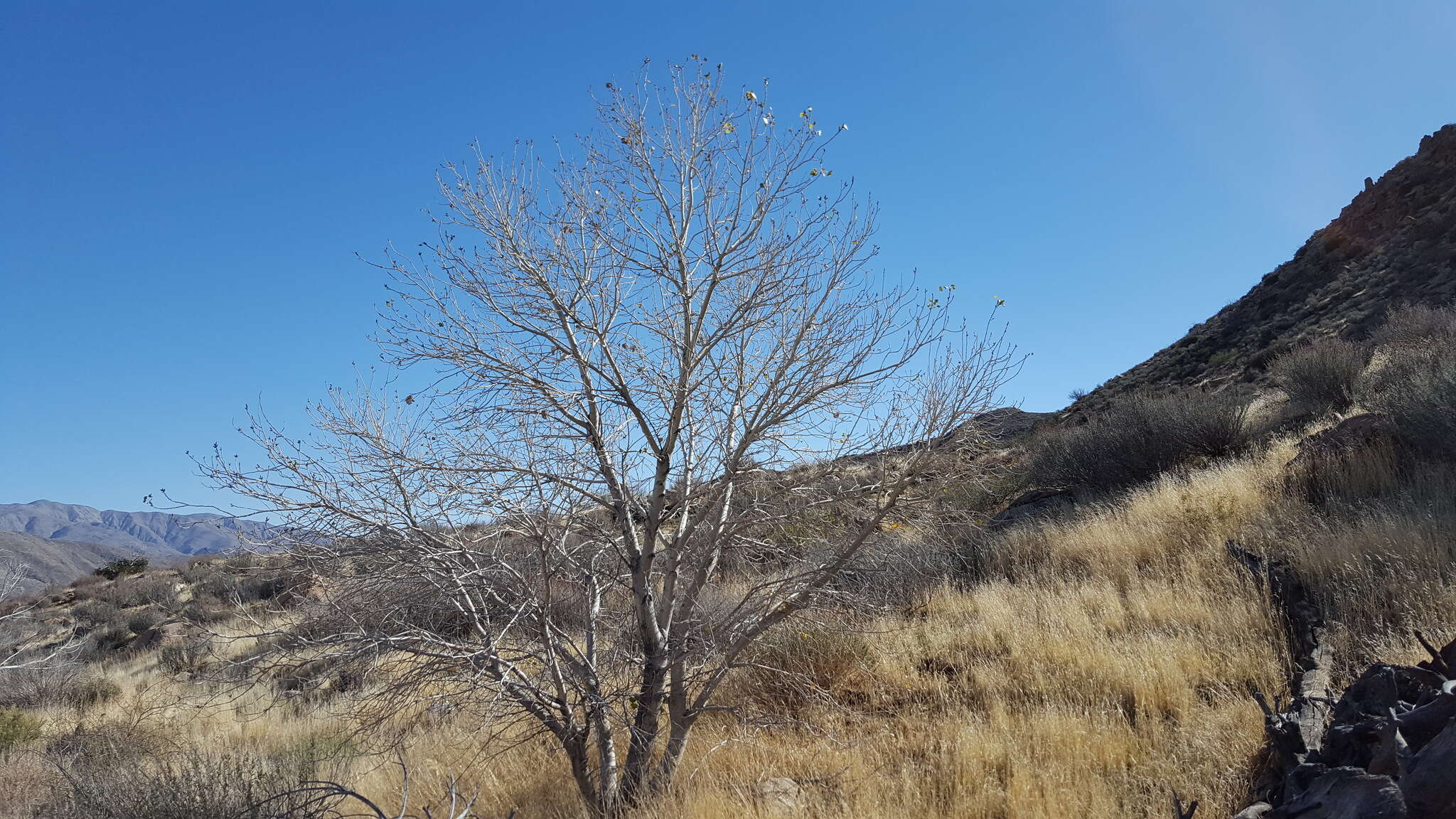 Image of Fremont cottonwood