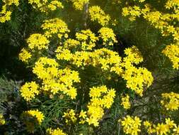 Euryops linifolius (L.) DC. resmi