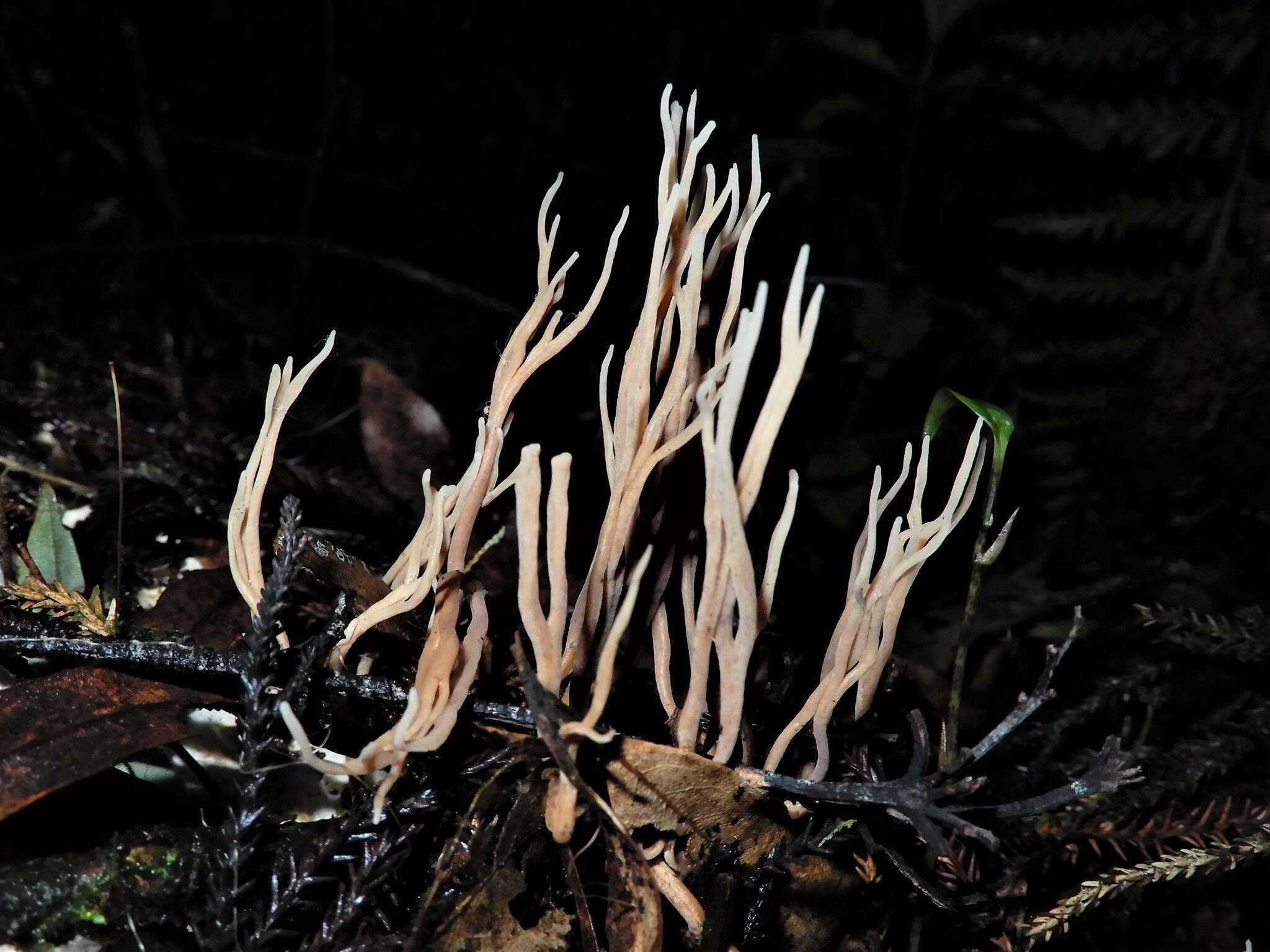 Lentaria boletosporioides R. H. Petersen 2000 resmi