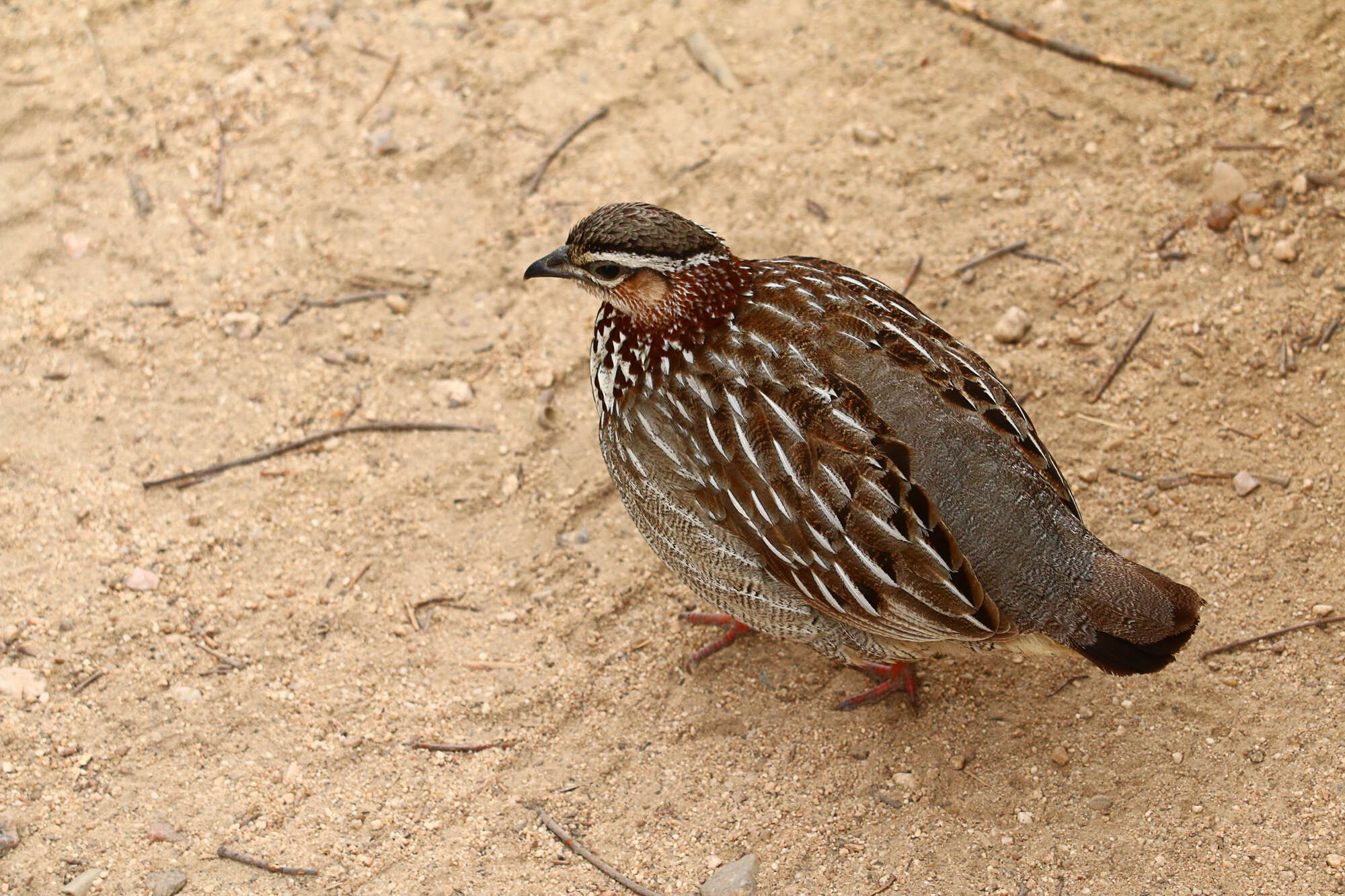 Image of Crested Francolin