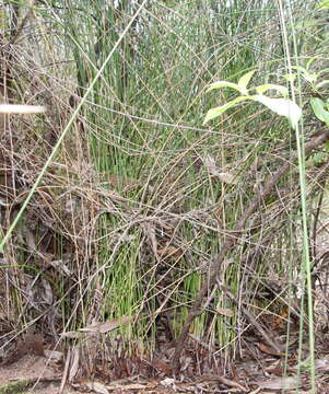 Image of Machaerina juncea (R. Br.) T. Koyama