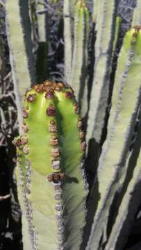 Imagem de Euphorbia canariensis L.