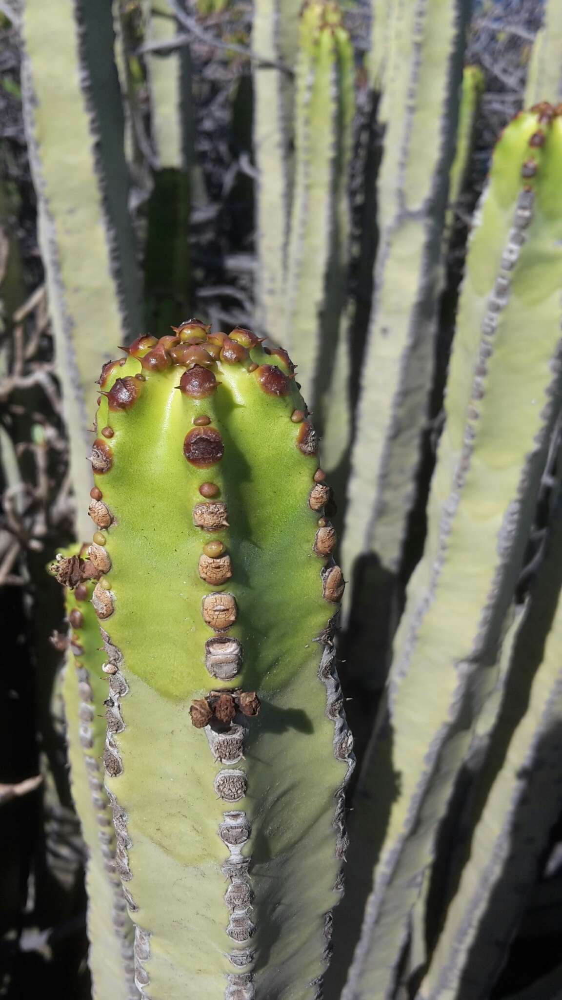 Imagem de Euphorbia canariensis L.