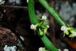 Imagem de Cynanchum gerrardii (Harvey) S. Liede