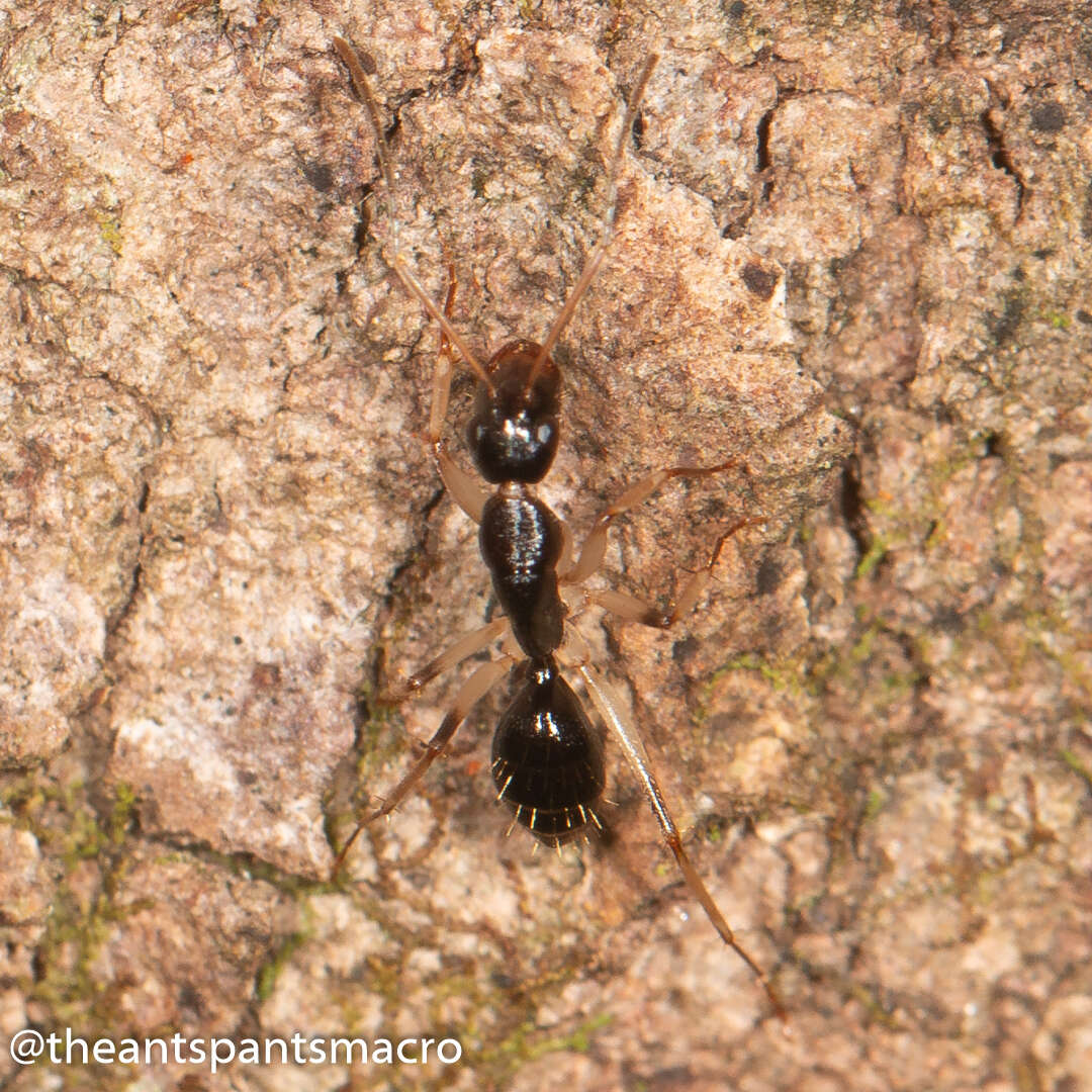 Image of <i>Camponotus elegans</i>