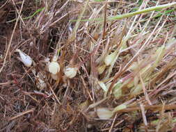 Image of tall oatgrass