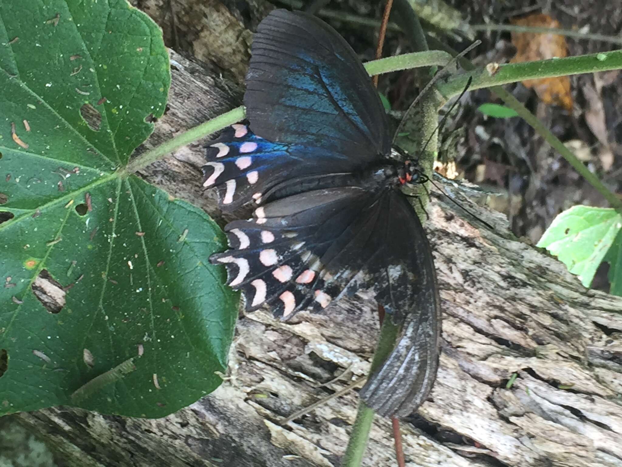 Image of Parides photinus (Doubleday 1844)