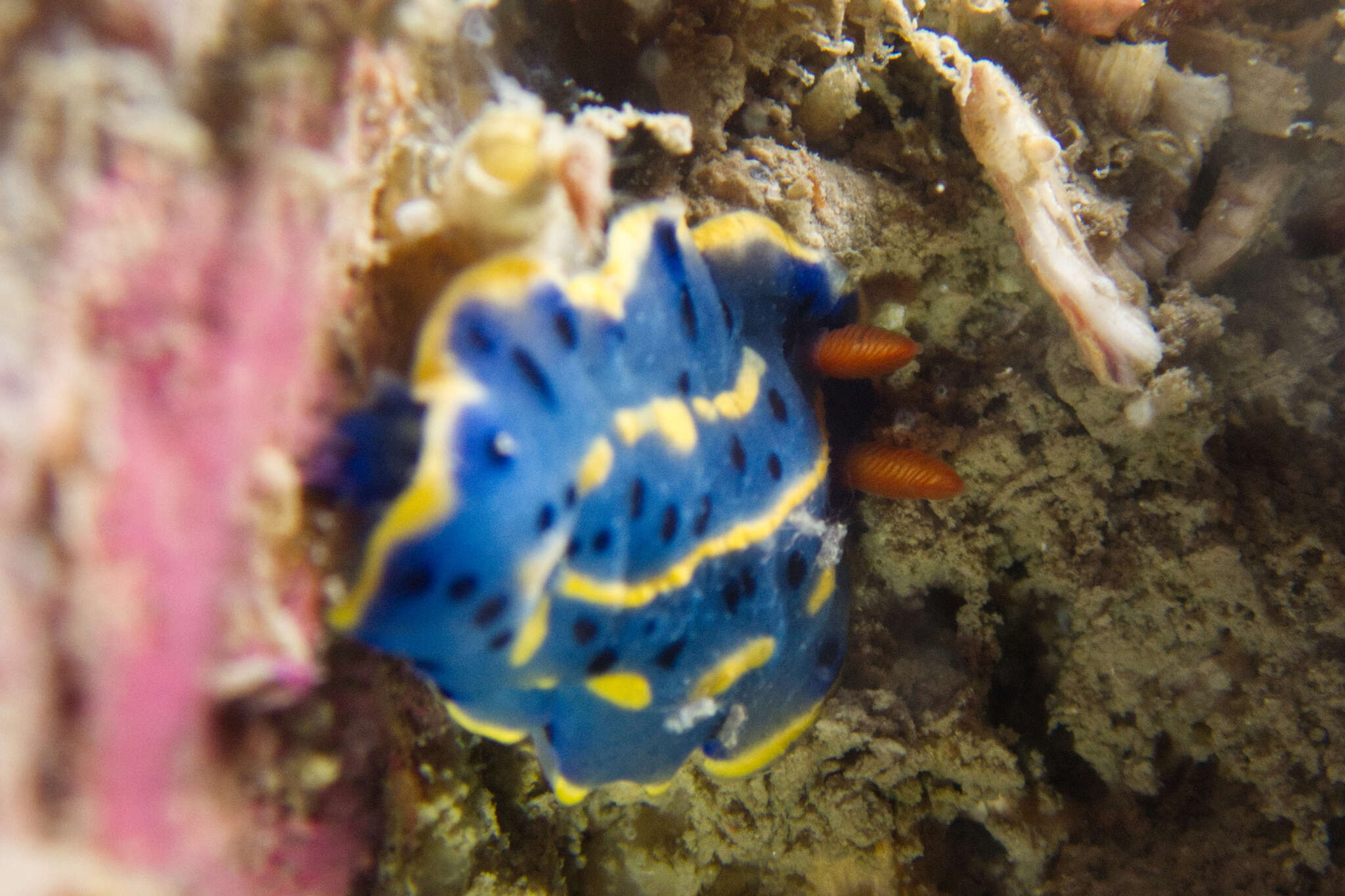 Image de Hypselodoris festiva (A. Adams 1861)