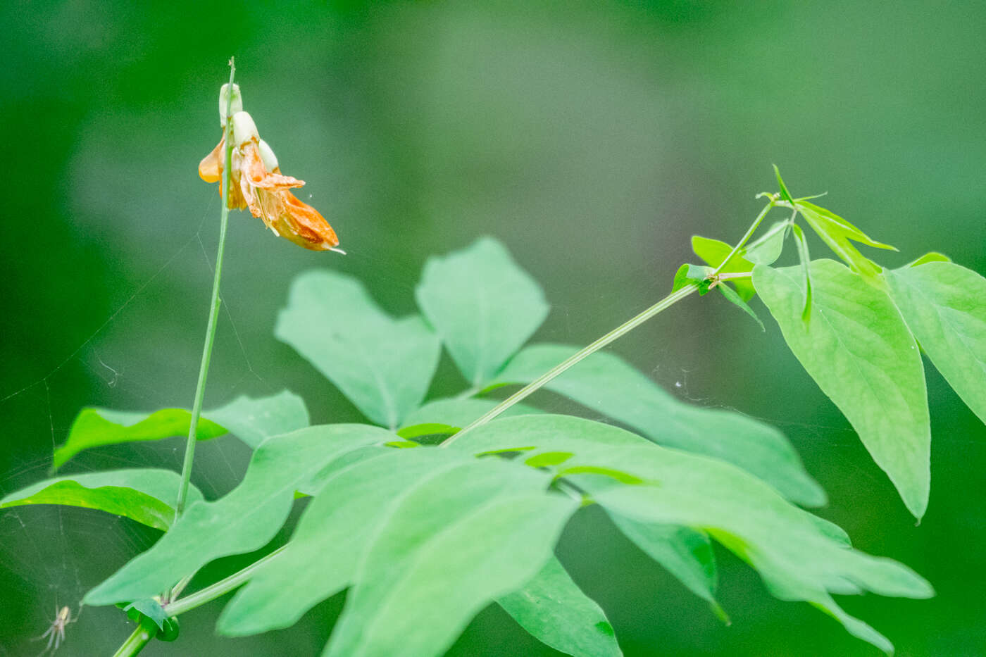 Image of Lathyrus gmelinii Fritsch