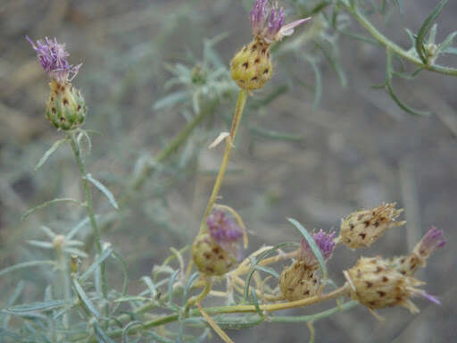 Image of spotted knapweed