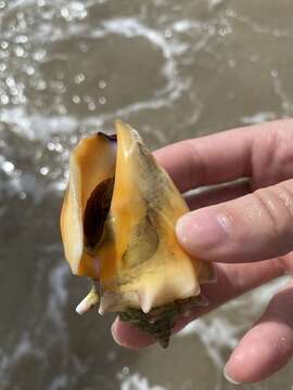 Image of West Indian fighting conch