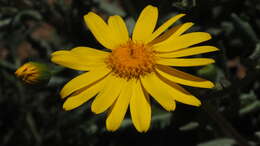 Image of California ragwort