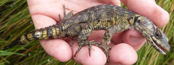 Image of Drakensberg Crag Lizard