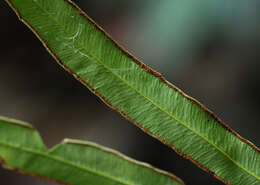 Image of Pteris commutata Kuhn