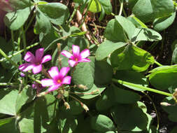 Sivun Oxalis articulata subsp. rubra (A. St.-Hil.) Lourteig kuva