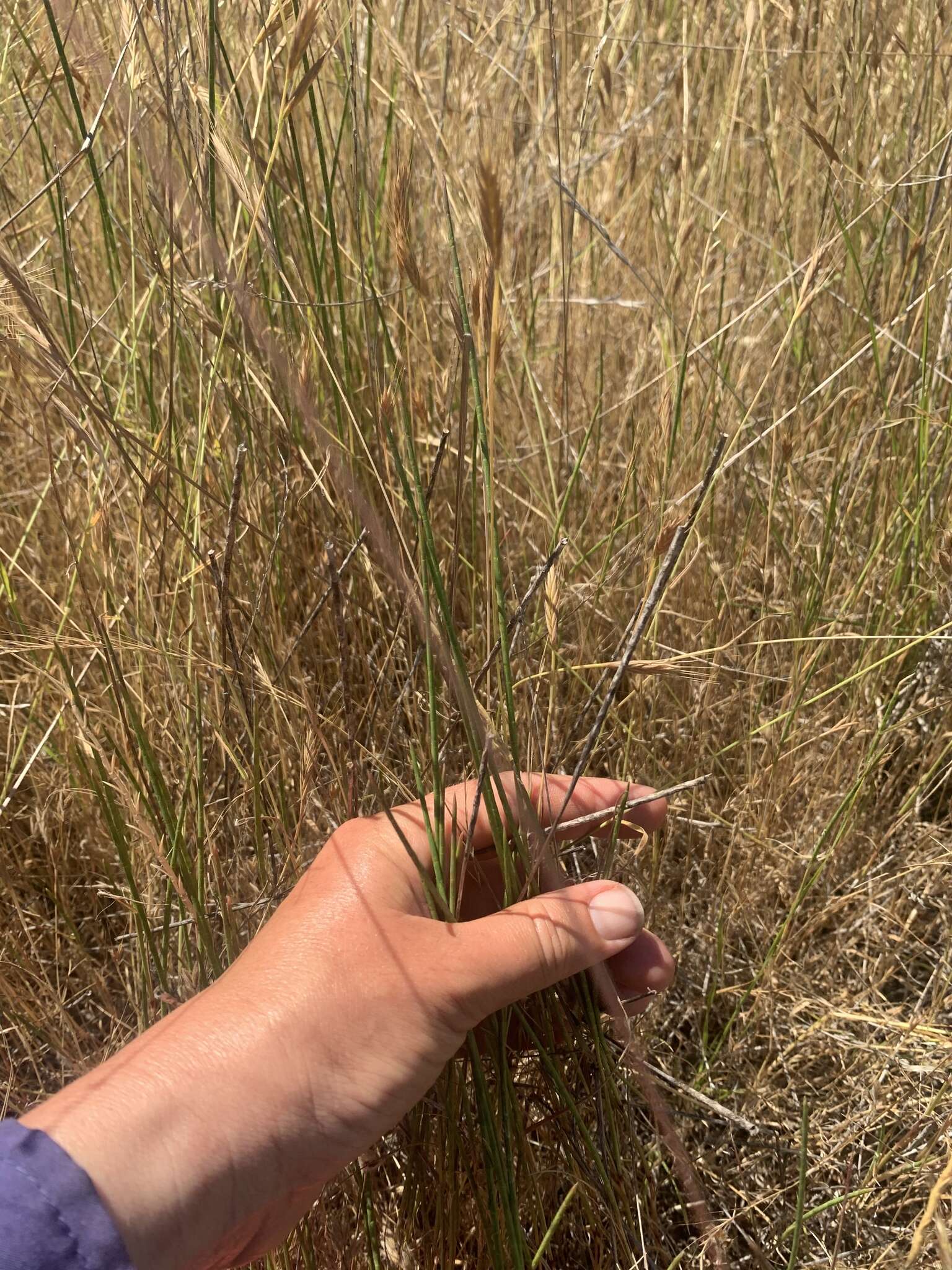 Image of Hainardia cylindrica (Willd.) Greuter