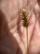 Image of Coastal sedge