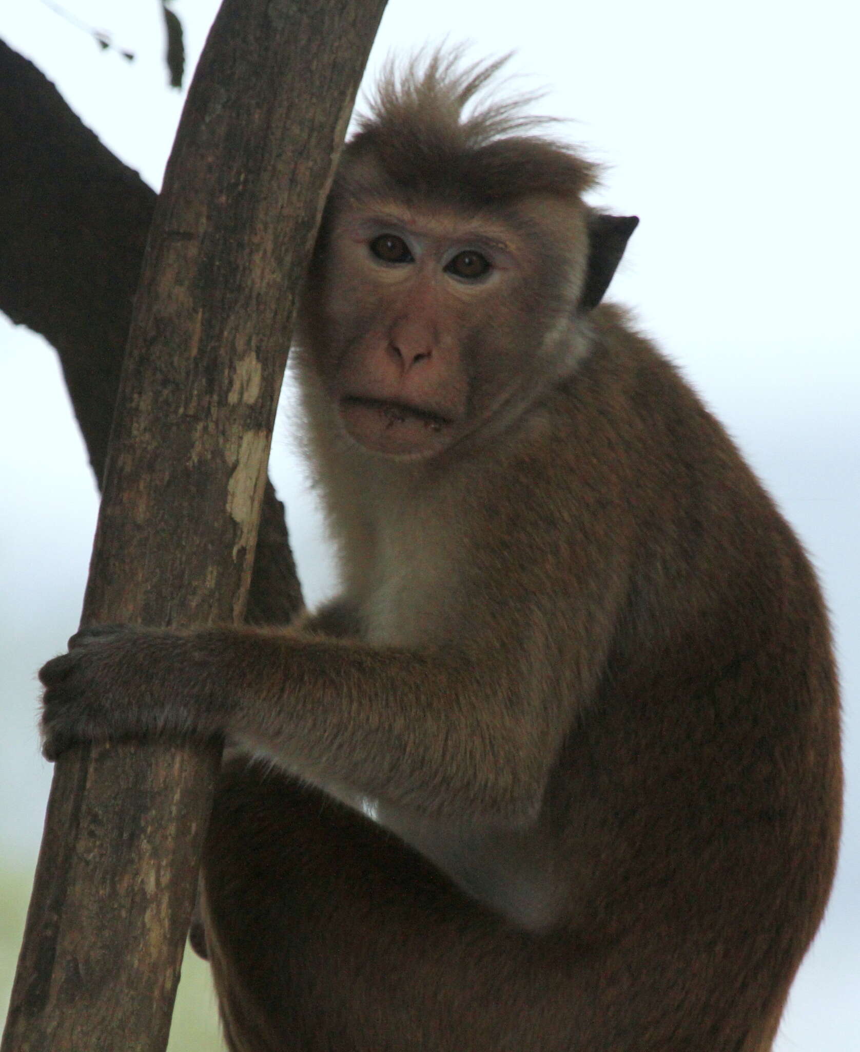 Image of Toque macaque