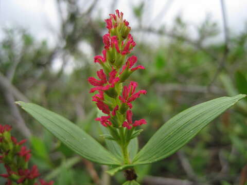 Image de Myrothamnus moschatus (Baill.) Baill.