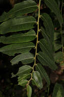 Phyllanthus salviifolius Kunth的圖片