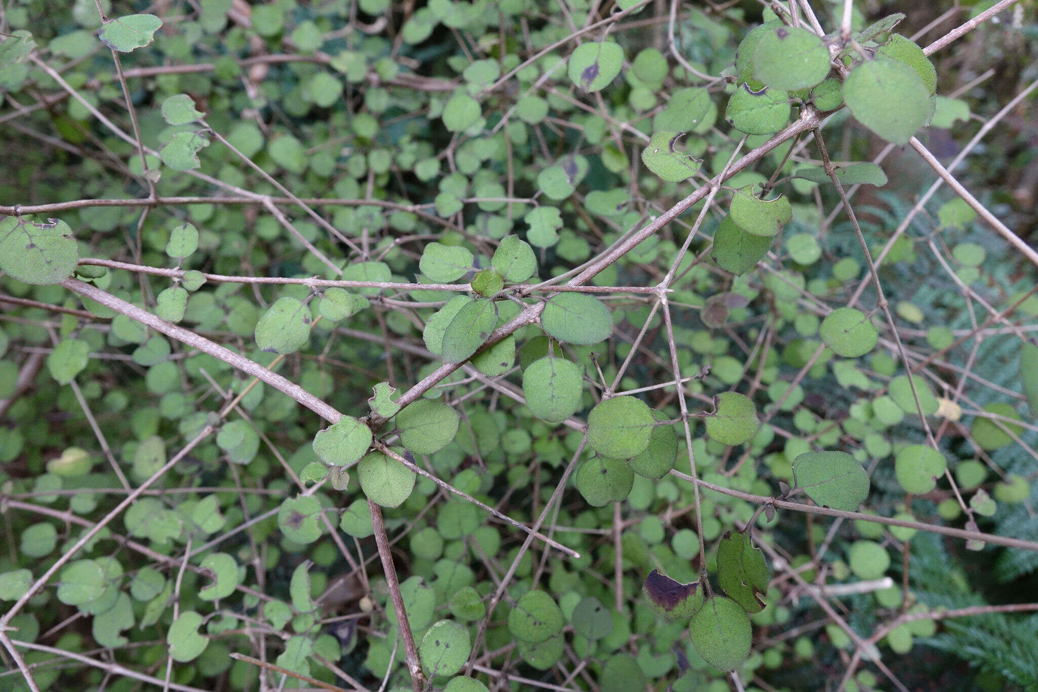 Image of Coprosma rotundifolia A. Cunn.