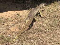 Image of Varanus panoptes panoptes (Storr 1980)