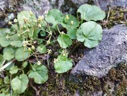 صورة Dioscorea humilis Bertero ex Colla