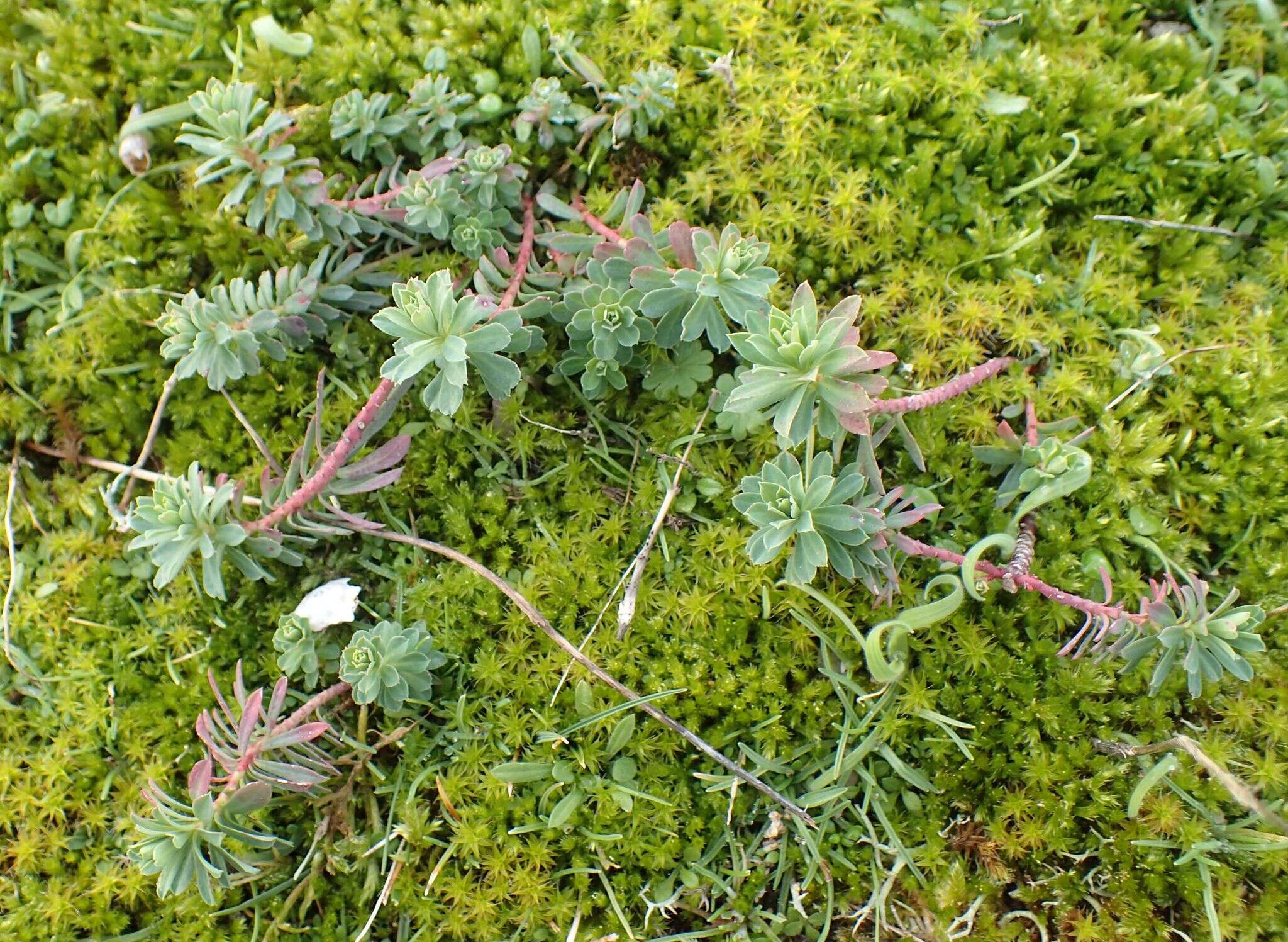 Euphorbia portlandica L. resmi