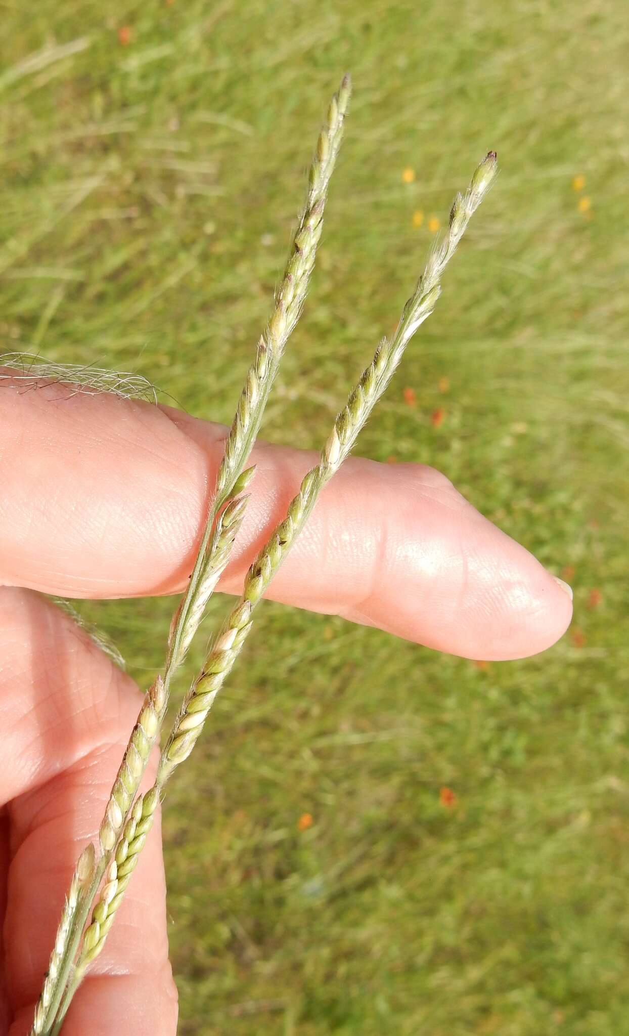 Sivun Eriochloa sericea (Scheele) Munro ex Vasey kuva