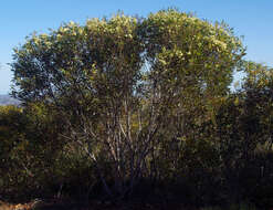 Image of Eucalyptus phaenophylla M. I. H. Brooker & S. D. Hopper